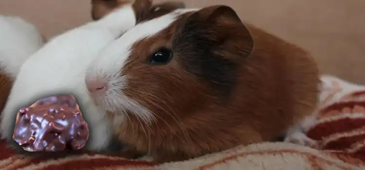 Can Guinea Pigs Eat Chocolate